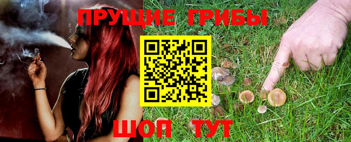 Галлюциногенные грибы Psilocybine cubensis Жигулёвск